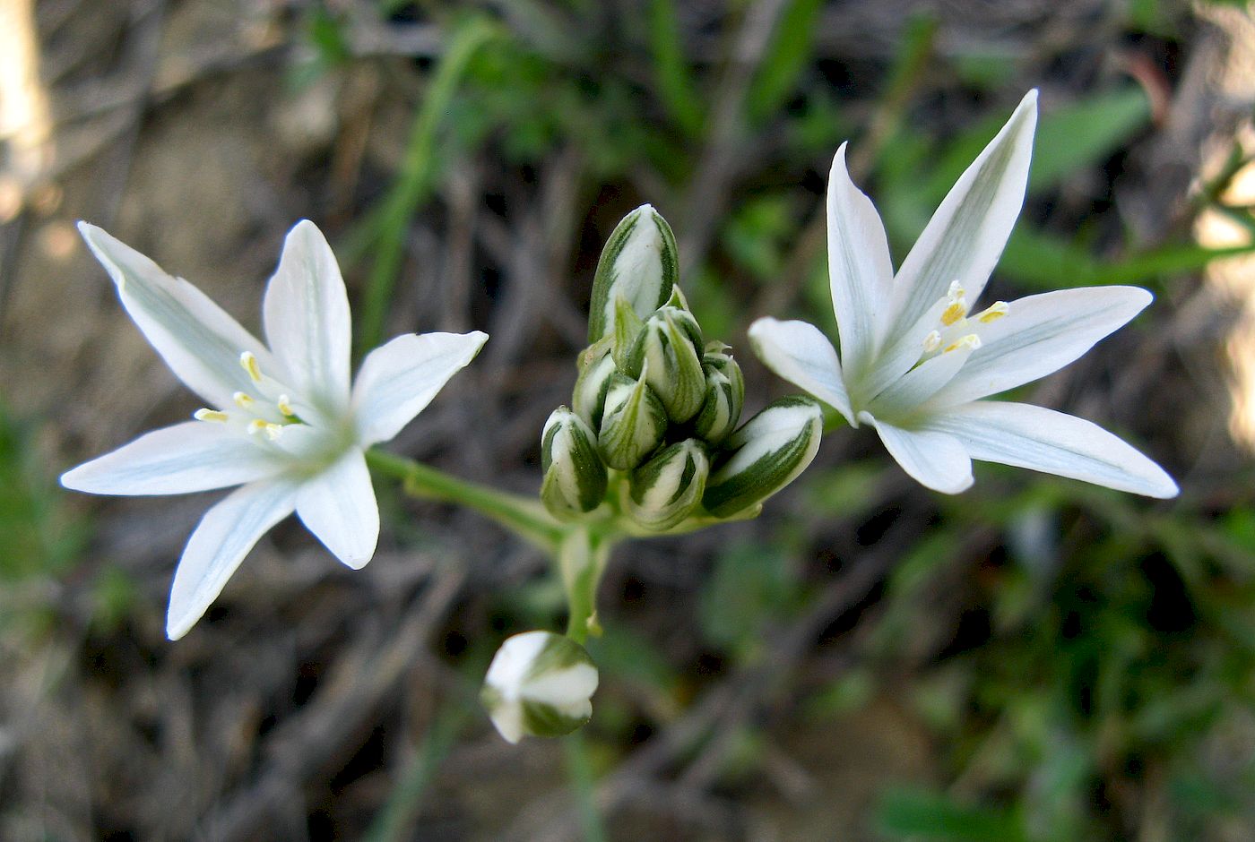 Image of Ornithogalum amphibolum specimen.