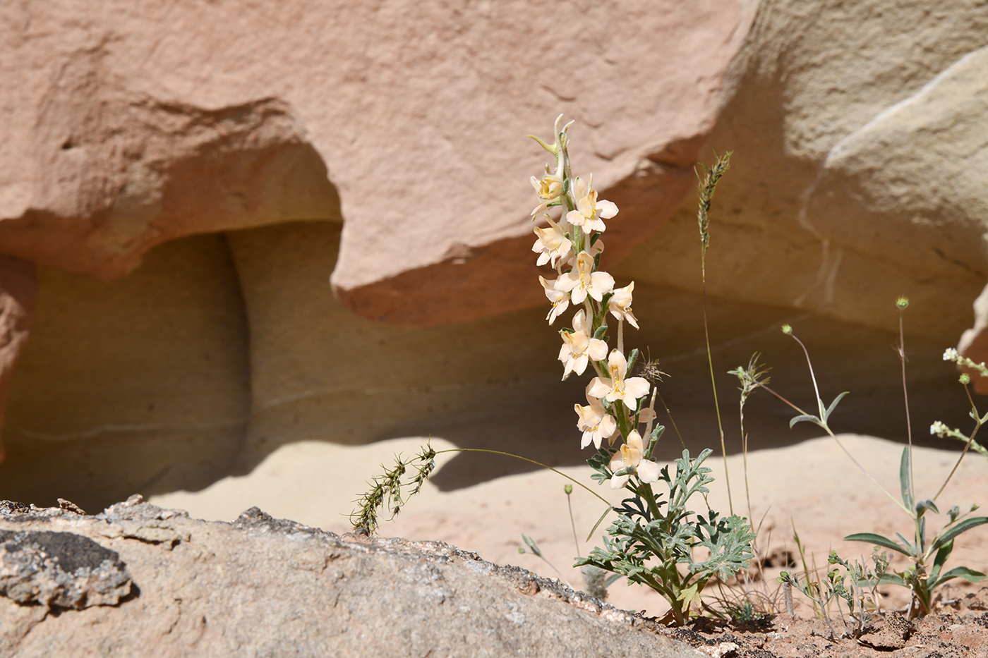 Изображение особи Delphinium camptocarpum.