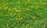 Taraxacum officinale. Аспект цветущих растений. Московская обл., Павлово-Посадский ГО, г. Электрогорск, на газоне. 18.05.2025.