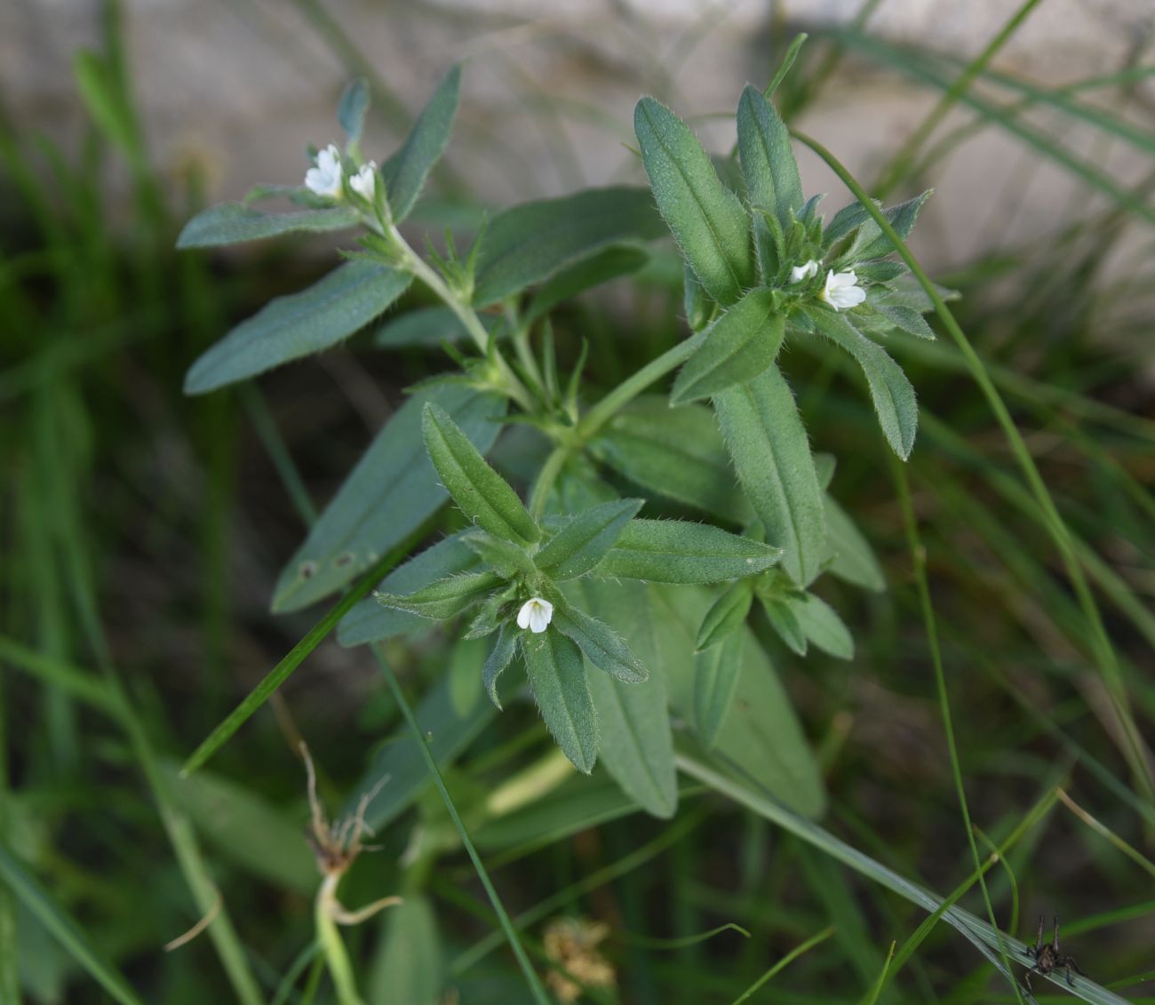 Image of Buglossoides arvensis specimen.