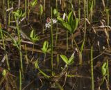 Menyanthes trifoliata. Цветущее растение. Москва, Сходненский Ковш, хвощёво-осоковое пойменное болото.