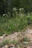 Pyrethrum parthenifolium