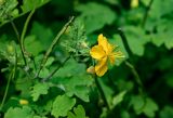 Chelidonium majus