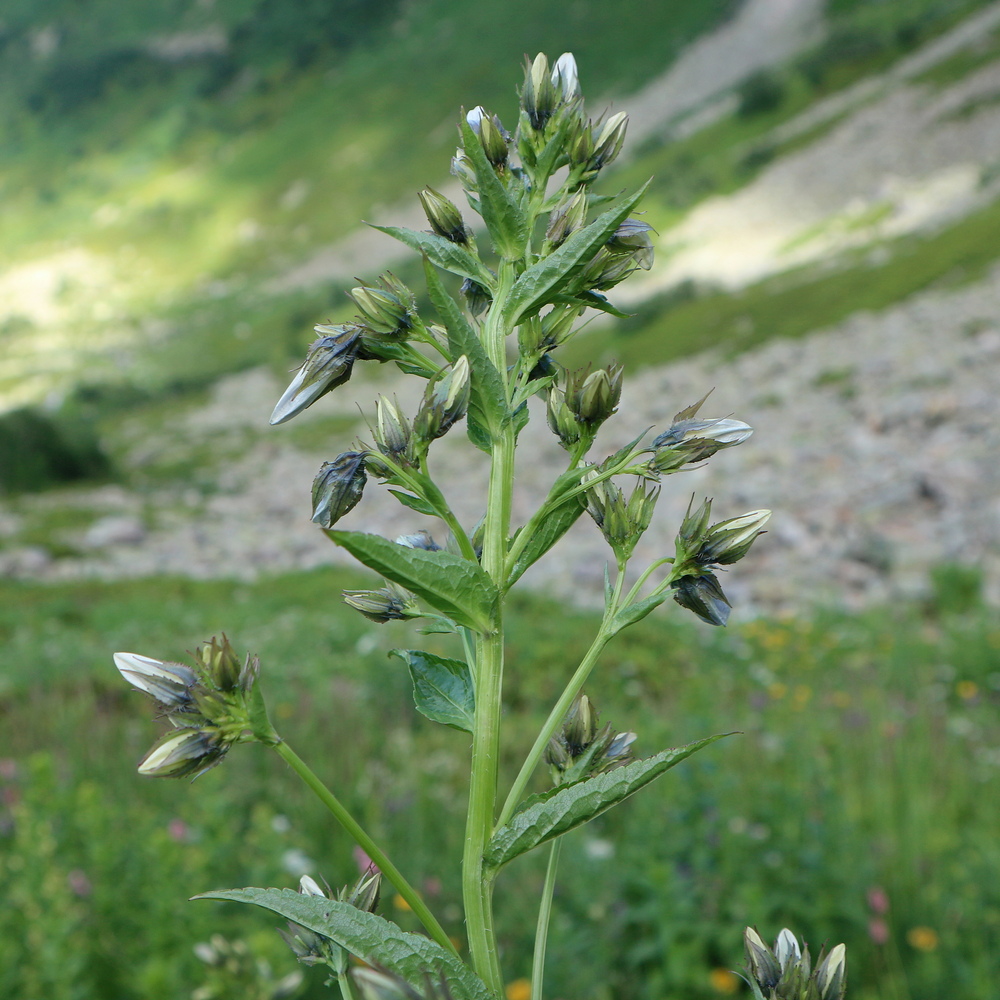Image of Unknown species specimen.