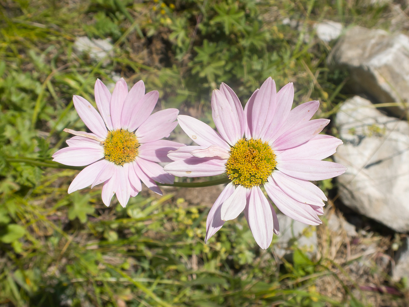 Изображение особи Pyrethrum coccineum.