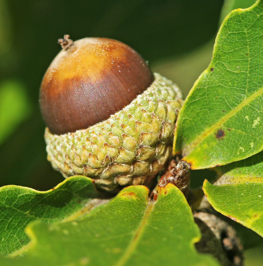 Image of Quercus wutaishanica specimen.