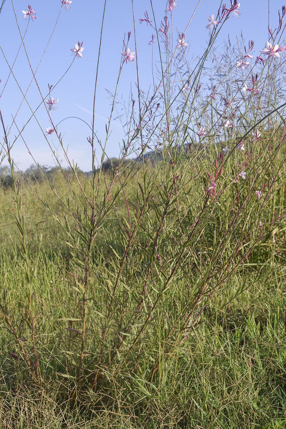 Image of Gaura lindheimeri specimen.