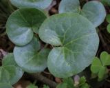 Asarum europaeum. Листья. Пермский край, г. Пермь, Свердловский р-н, м-н Липовая Гора, сырой хвойный лес. 25.05.2025.