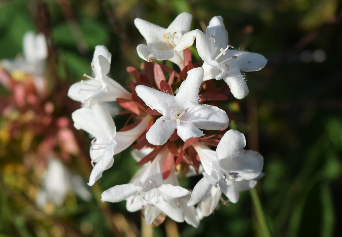 Изображение особи Abelia &times; grandiflora.