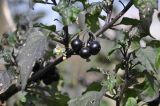 Solanum nigrum