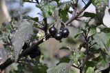 Solanum nigrum