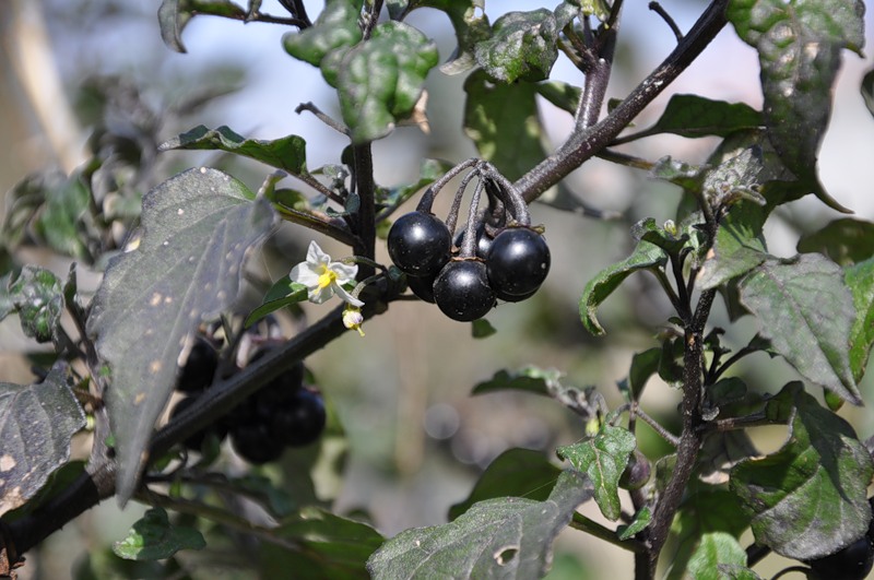 Изображение особи Solanum nigrum.