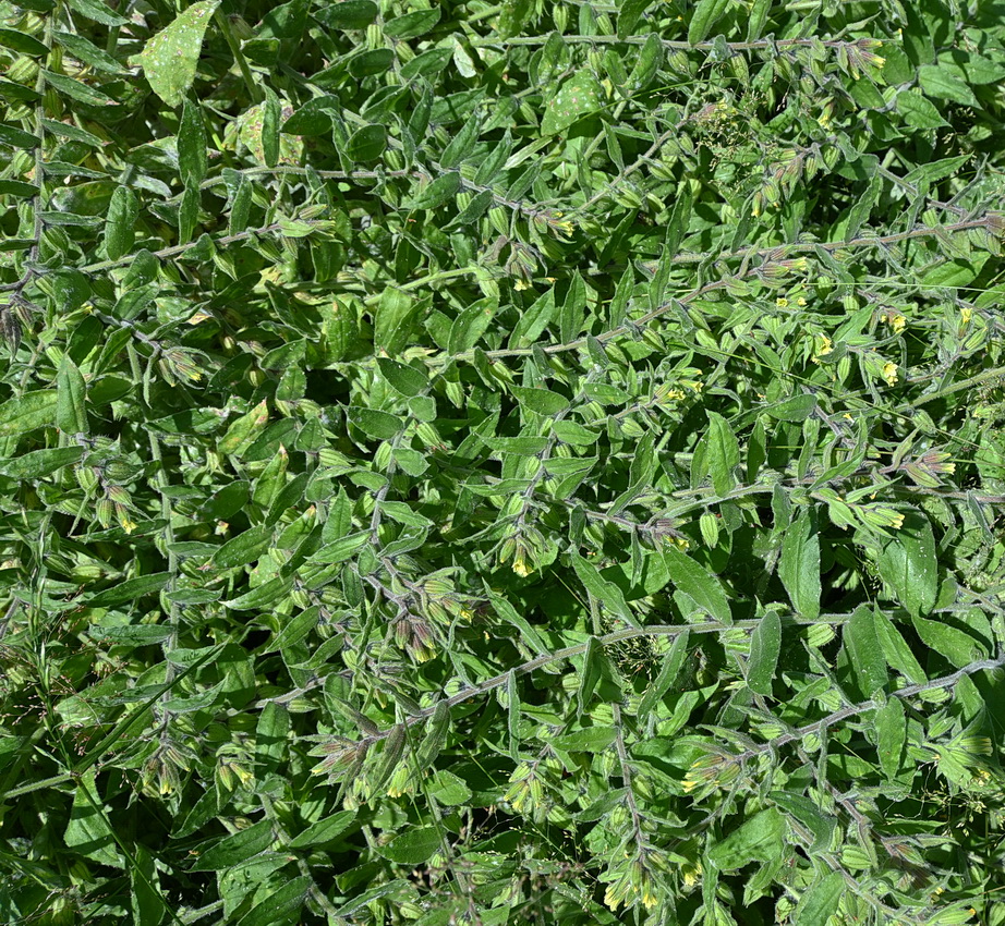 Image of Nonea flavescens specimen.