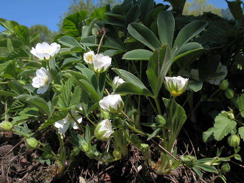 Image of Potentilla alba specimen.