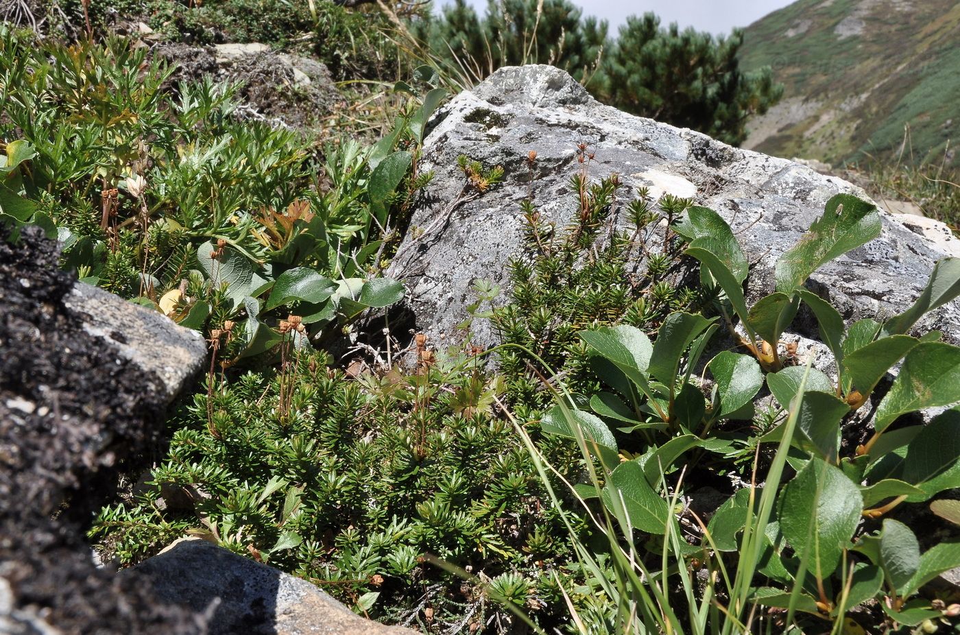 Изображение особи Phyllodoce aleutica.