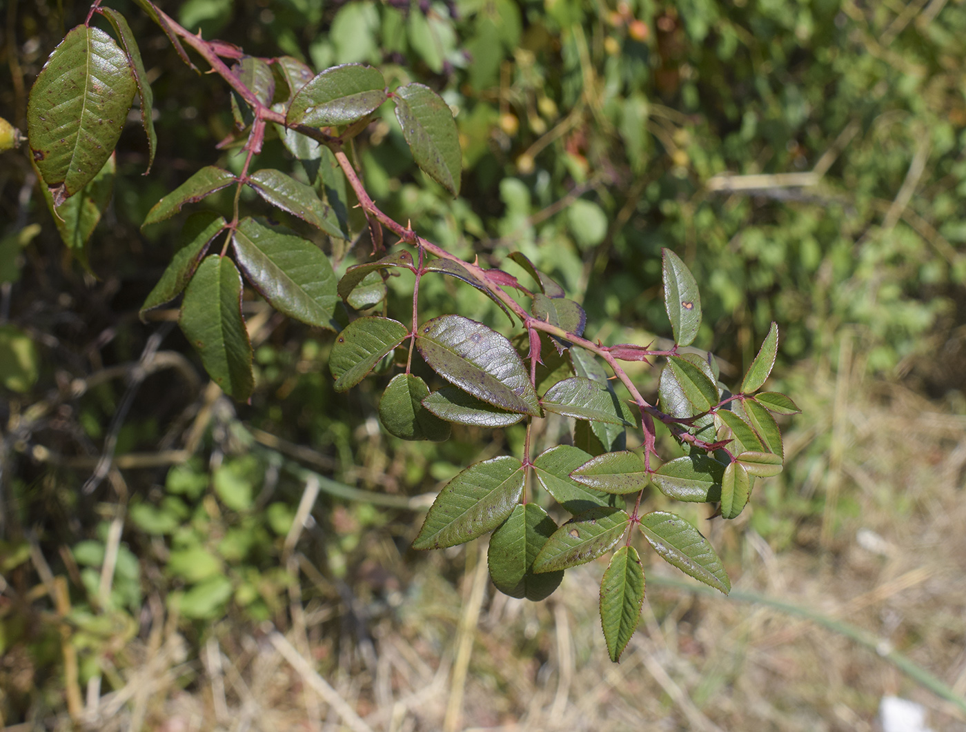 Image of Rosa sempervirens specimen.