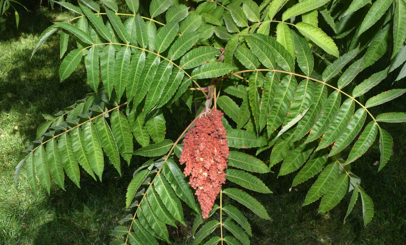 Image of Rhus glabra specimen.