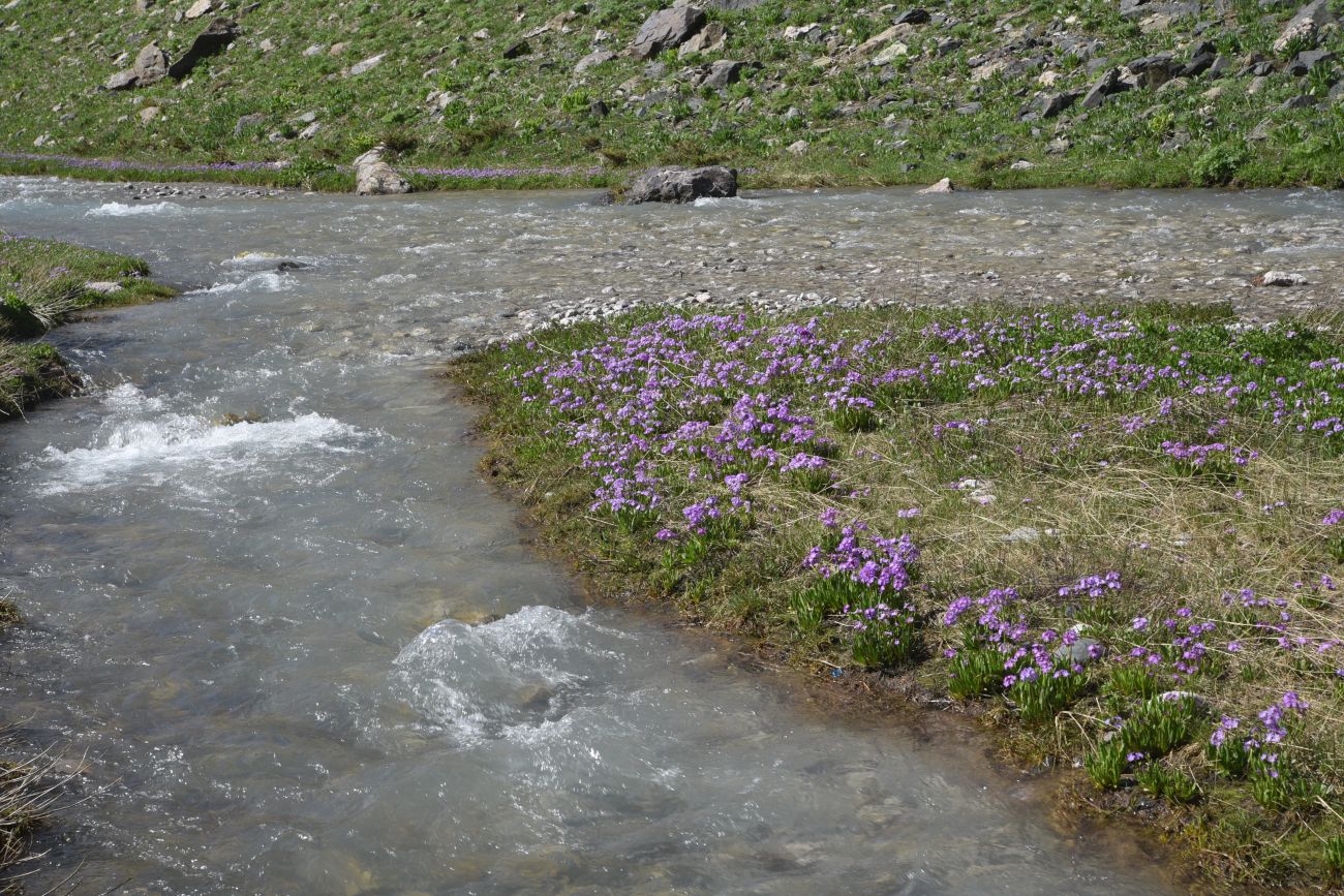 Изображение особи Primula auriculata.