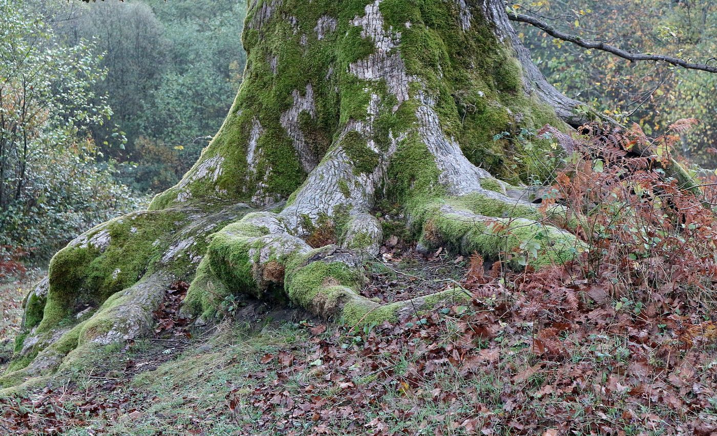 Image of genus Quercus specimen.