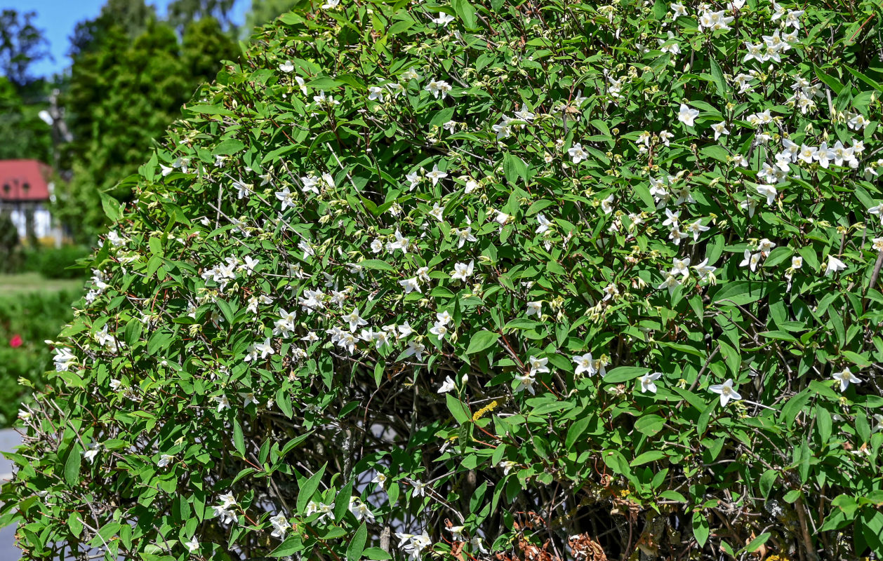 Image of genus Philadelphus specimen.