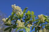 Sambucus racemosa. Верхушка цветущей ветви. Ленинградская обл., Ломоносовский р-н, окр. дер. Мал. Забородье, берег пруда в истоках р. Шингарка, опушка леска. 21.05.2025.
