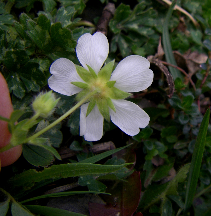 Image of Potentilla montana specimen.