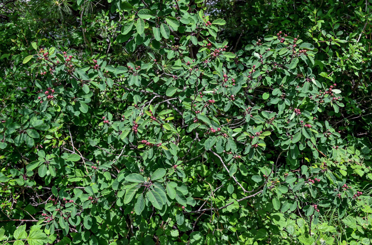 Изображение особи Exochorda racemosa.