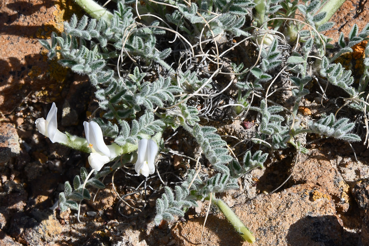 Изображение особи Astragalus testiculatus.