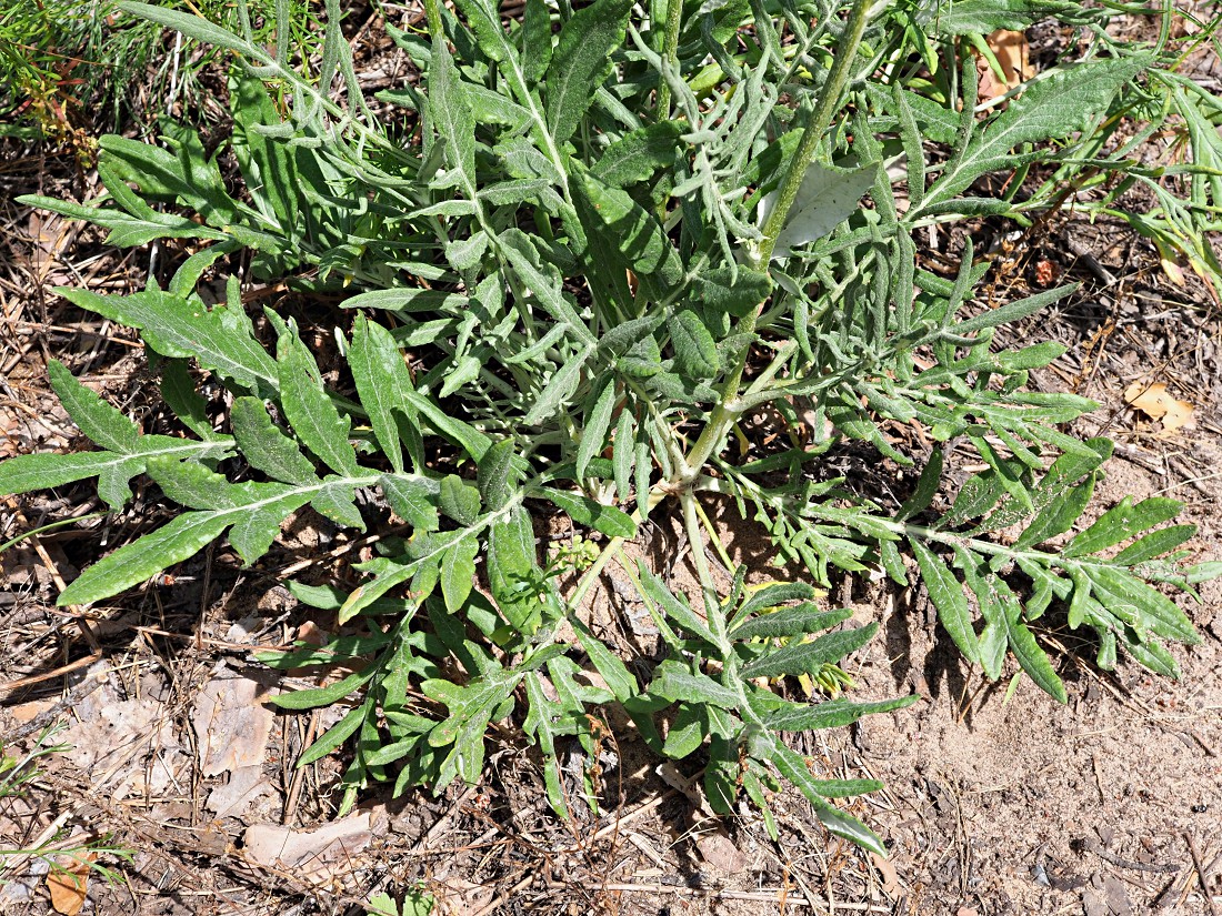 Image of Jurinea cyanoides specimen.