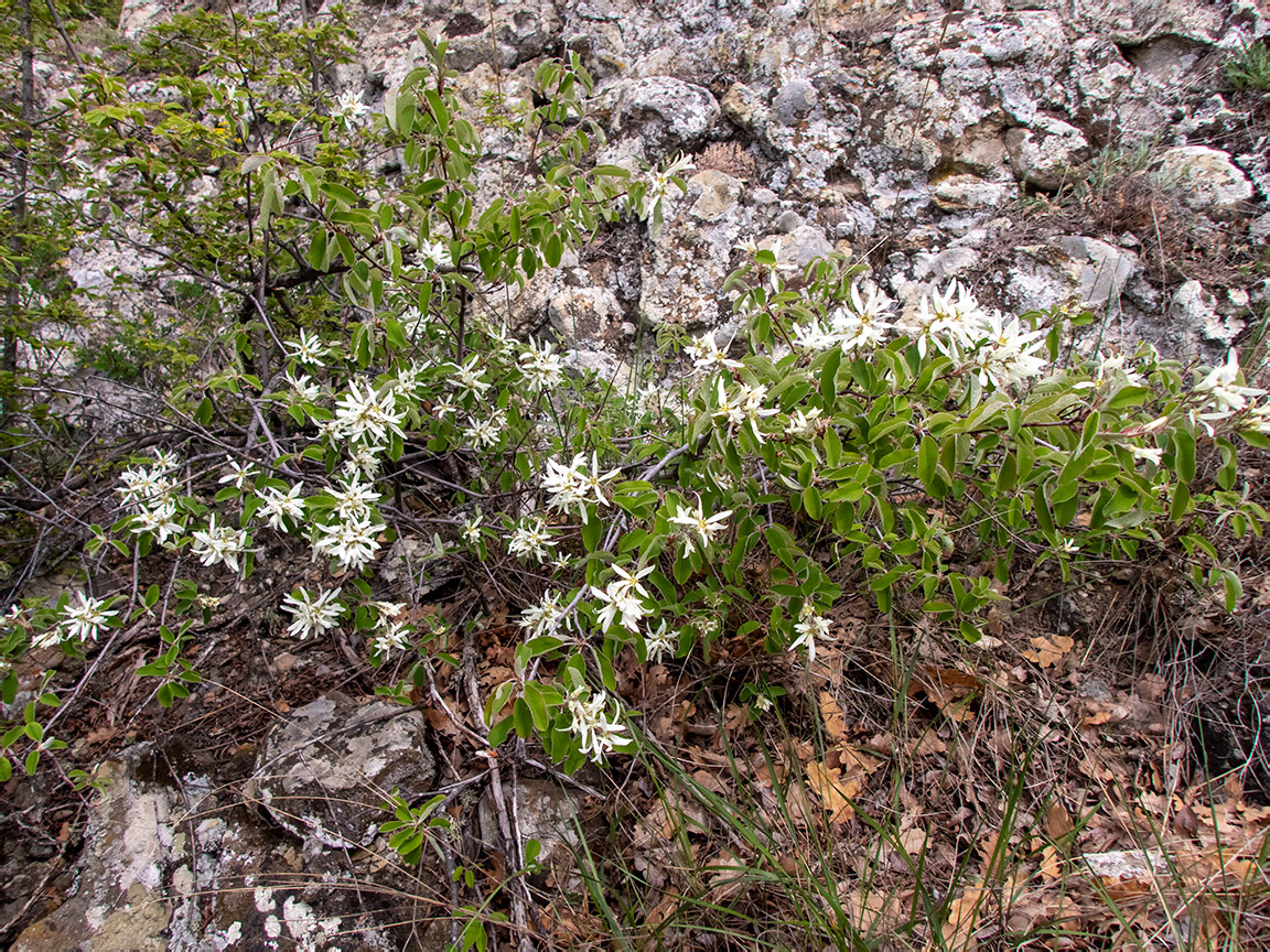 Image of Amelanchier ovalis specimen.