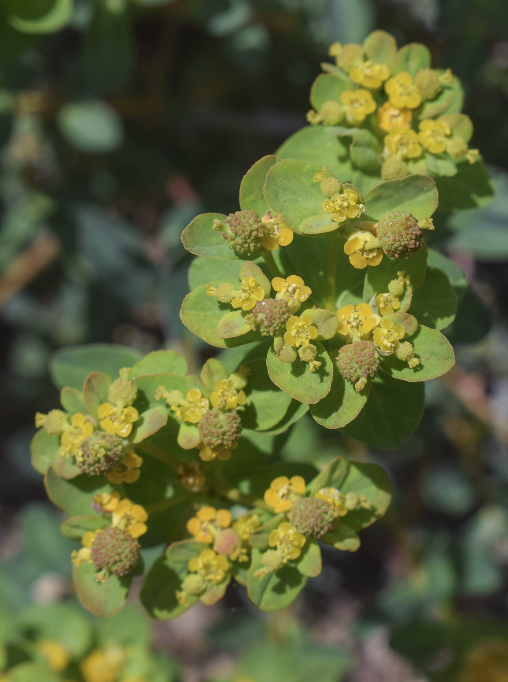 Изображение особи Euphorbia flavicoma.