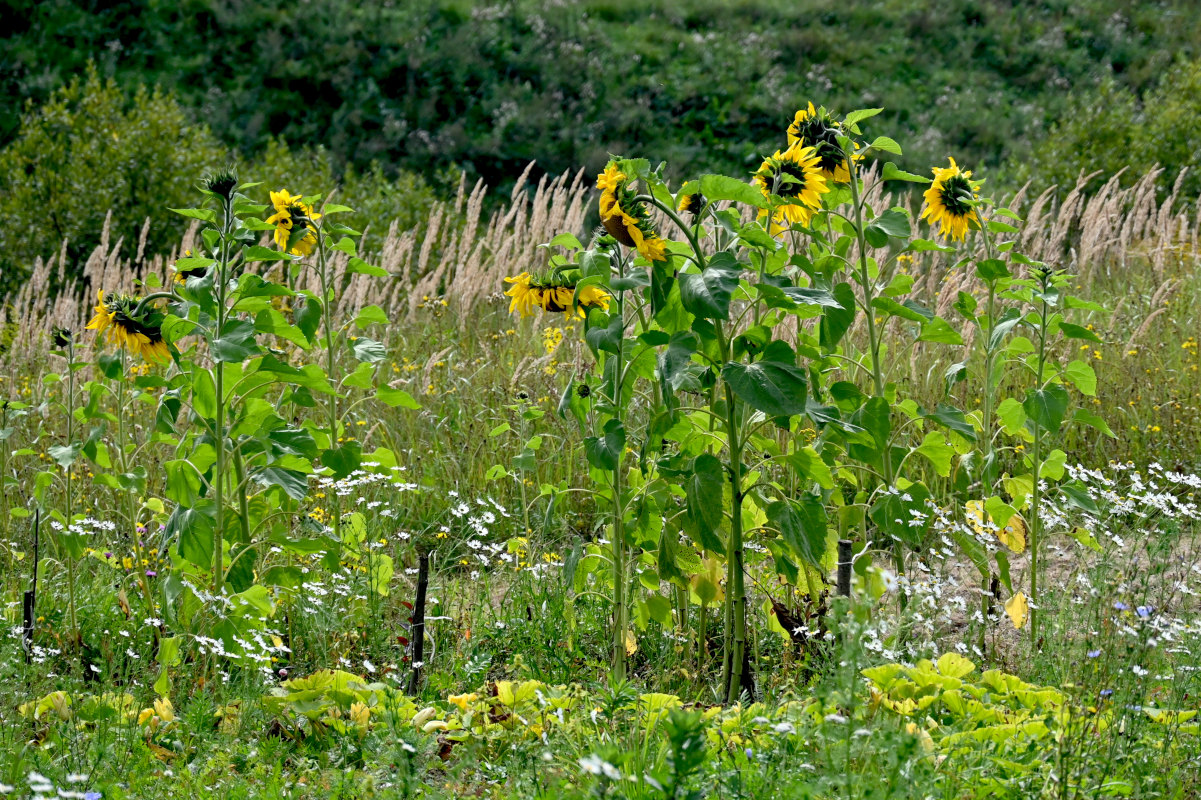 Image of Helianthus annuus specimen.