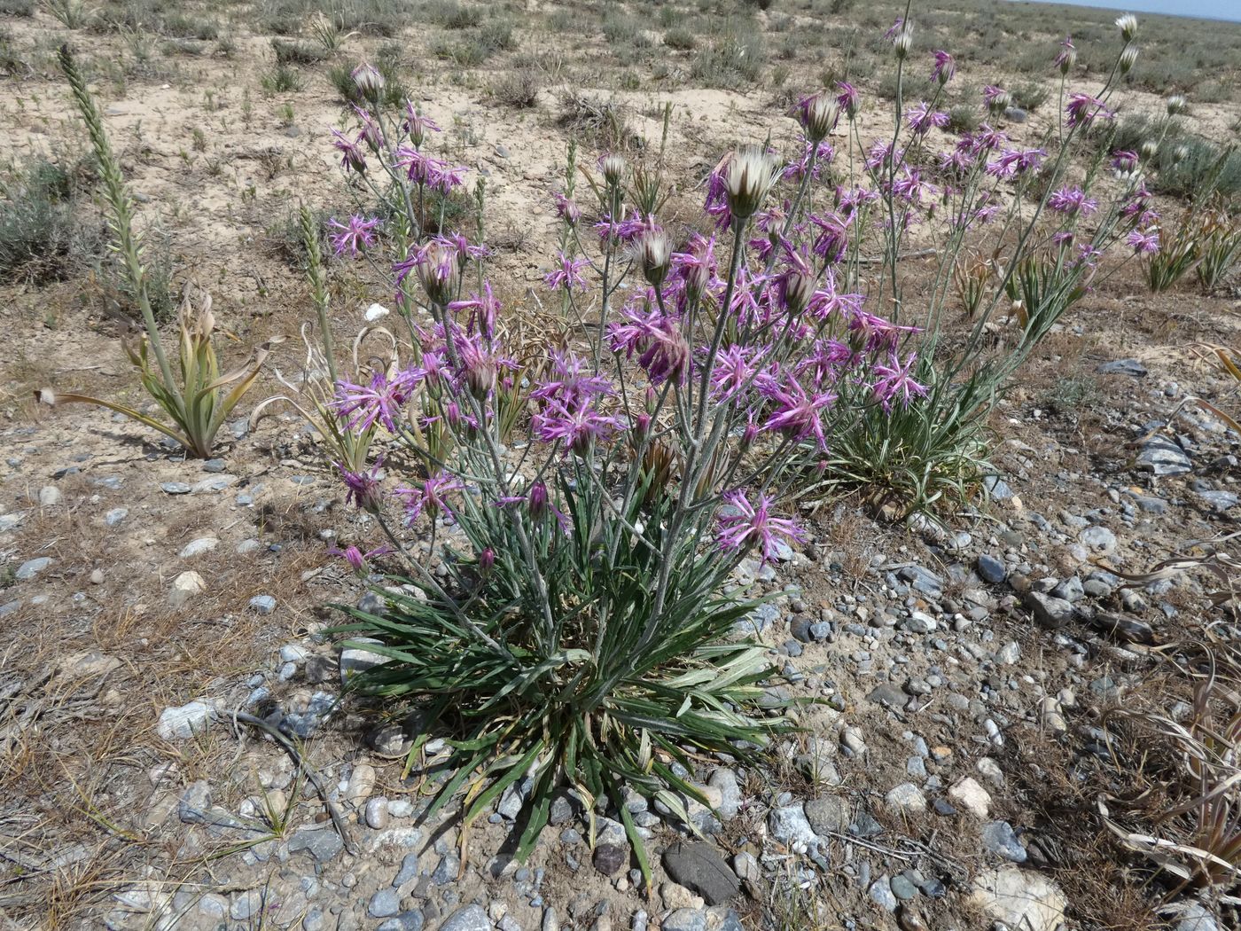 Image of familia Asteraceae specimen.