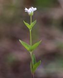 Pseudostellaria heterantha. Верхушка побега с цветком. Приморский край, Хасанский р-н, юго-западный берег бухты Рейд Паллада, подножье горы Мраморная, у ручья. 17.05.2026.