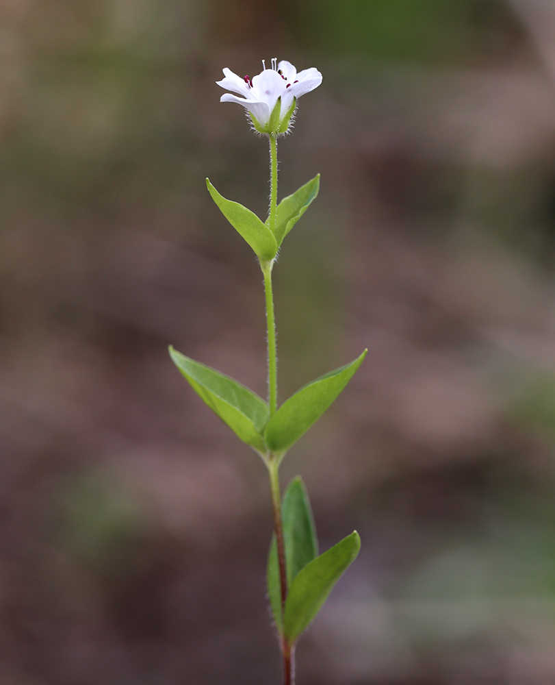 Image of Pseudostellaria heterantha specimen.