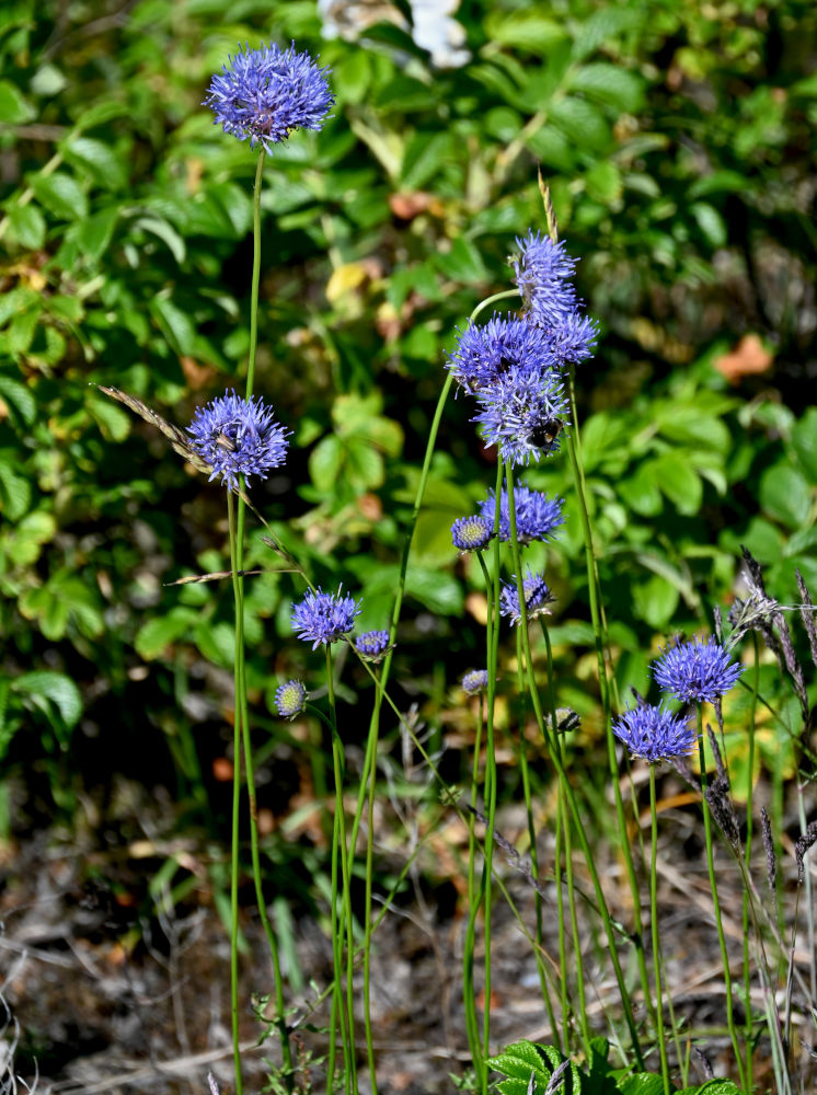 Image of Jasione montana specimen.