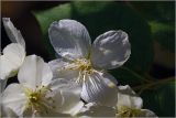 Philadelphus tenuifolius. Цветок. Московская обл., Раменский р-н, окр. дер. Хрипань, садовый участок. 13.05.2026.