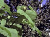 Catalpa bignonioides. Верхушка ветви с листьями. Ульяновск, Заволжский р-н, посадка в частном секторе. 25.06.2026.