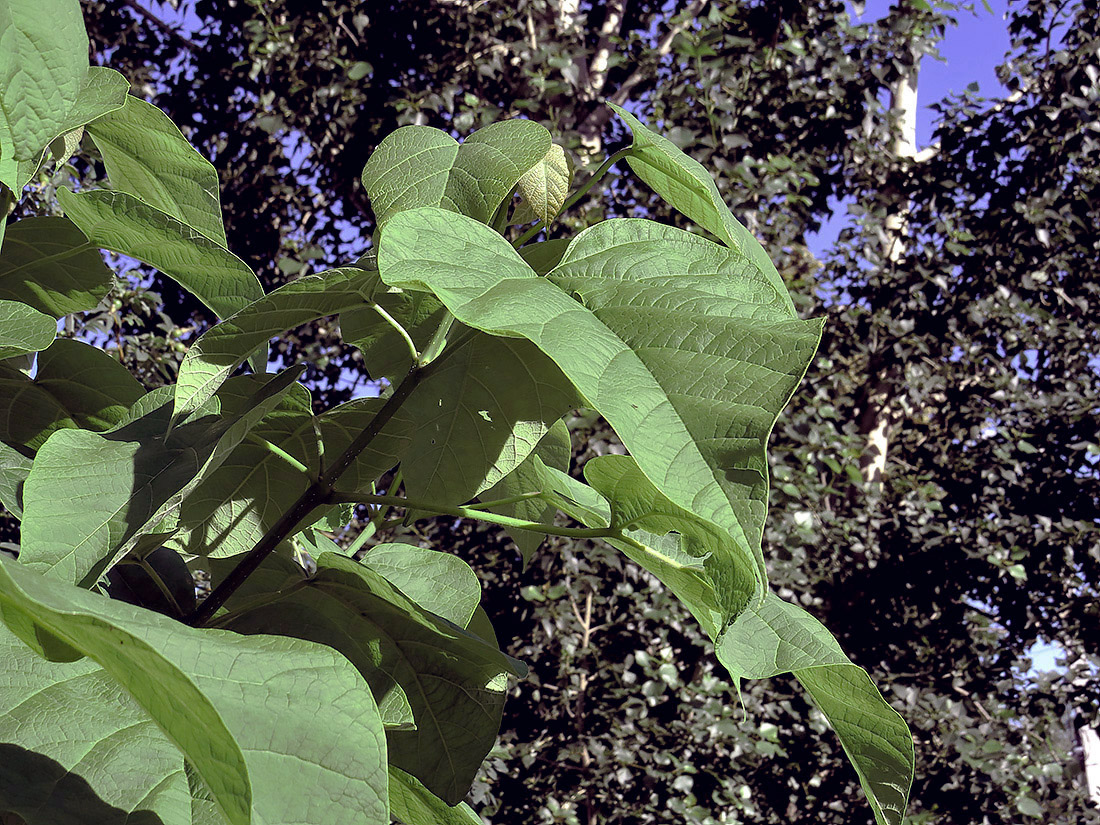Image of Catalpa bignonioides specimen.