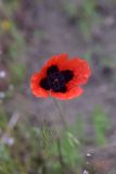 род Papaver