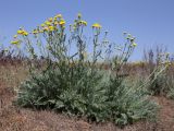 Tanacetum achilleifolium