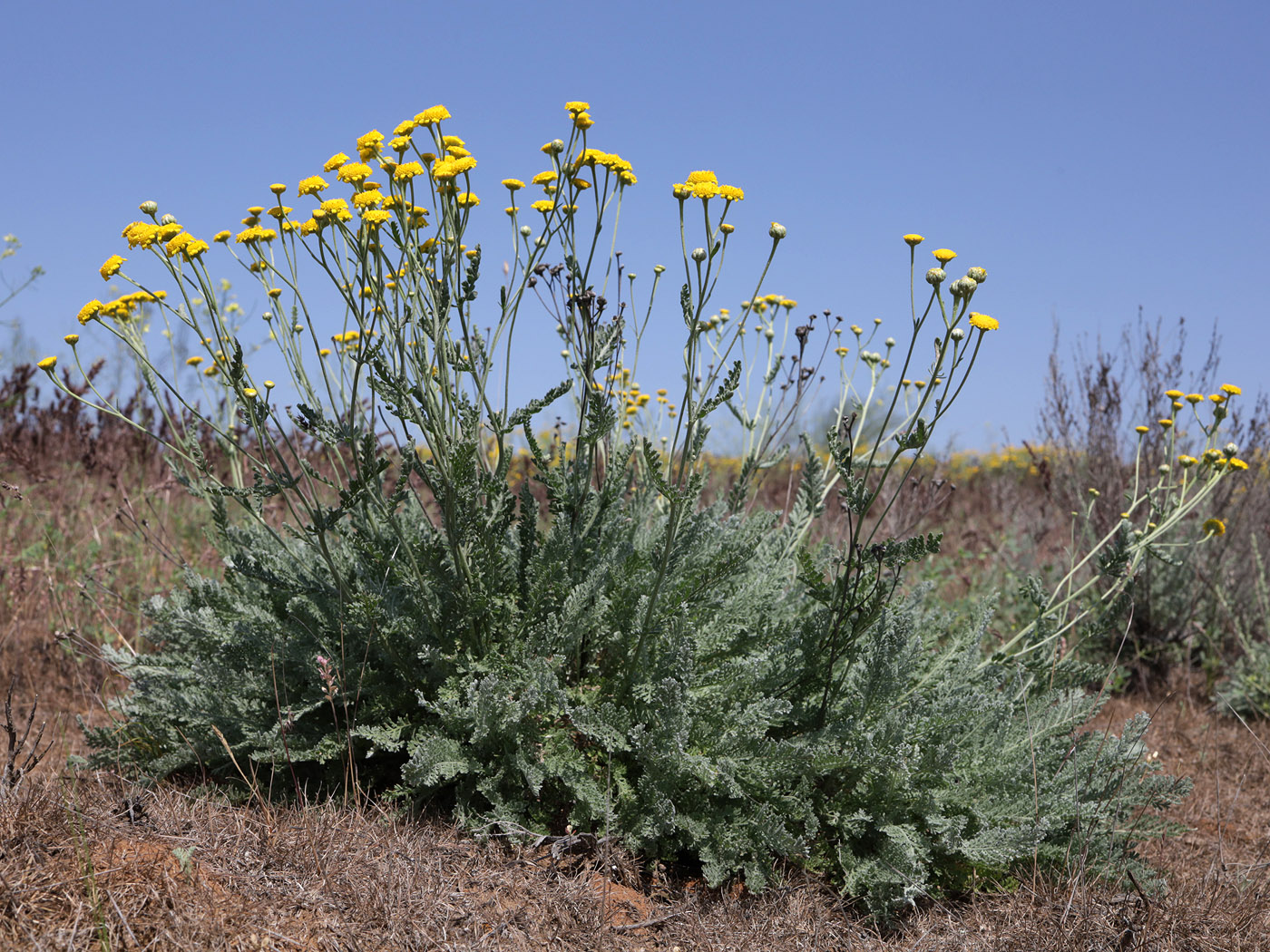 Image of Tanacetum achilleifolium specimen.