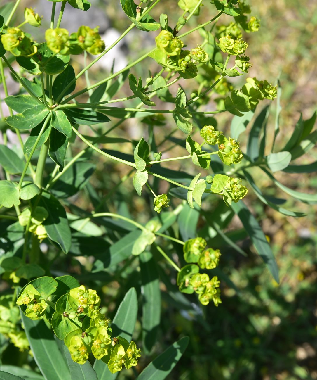 Image of genus Euphorbia specimen.