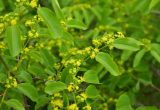 unknown species. Верхушка побега с соцветиями. Турция, ил Артвин, р-н Шавшат, окр. крепости Шавшат, на склоне. 11 июня 2026 г.