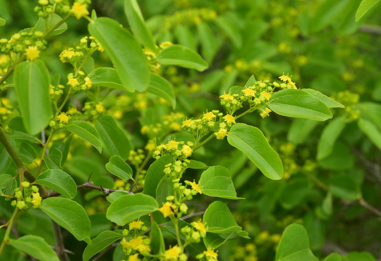 Image of Paliurus spina-christi specimen.
