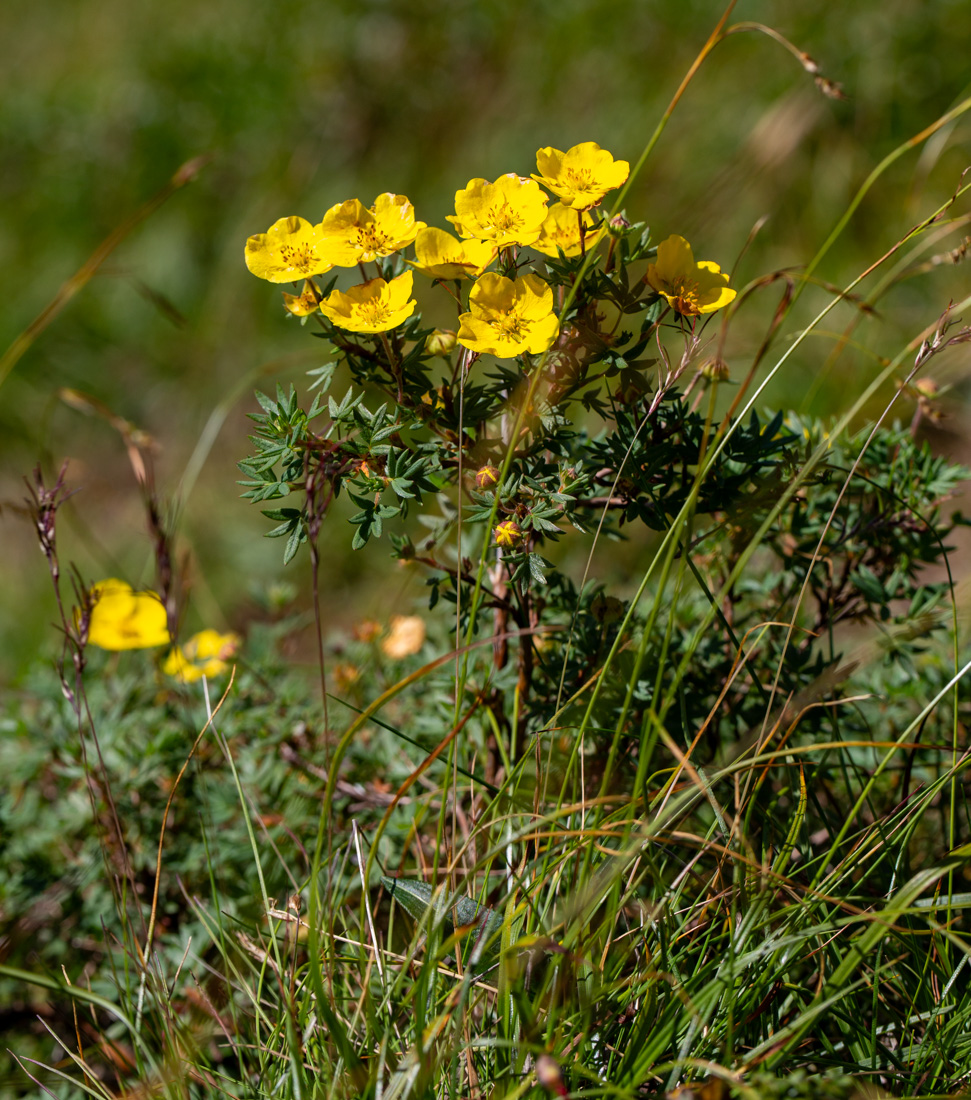 Изображение особи Dasiphora fruticosa.