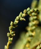 genus Camphorosma. Верхушка цветущей веточки. Калмыкия, окр. пгт Цаган-Аман, сухая степь вблизи трассы Астрахань-Волгоград. 29.08.2026.