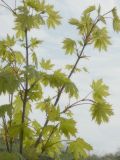 Acer platanoides. Часть кроны. Республика Молдова, муниципалитет Кишинёв, г. Кодру. 17 апреля 2026 г.
