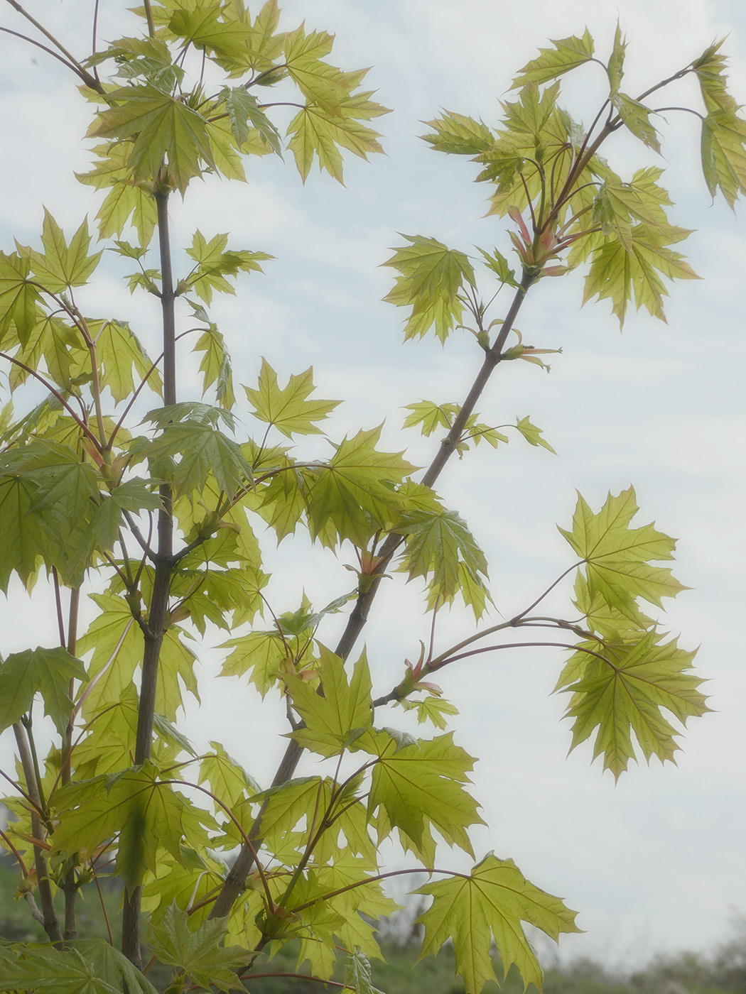 Image of Acer platanoides specimen.