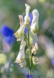 Aconitum ajanense